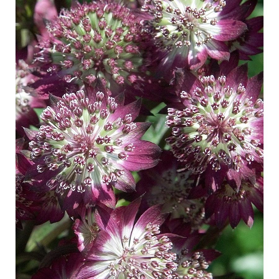 Astrantia major Star of Beauty