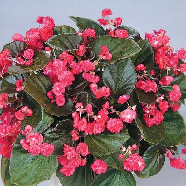 Begonia Doublet Red - Plante annuelle