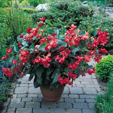 Begonia Dragon Wing Red - Plante annuelle