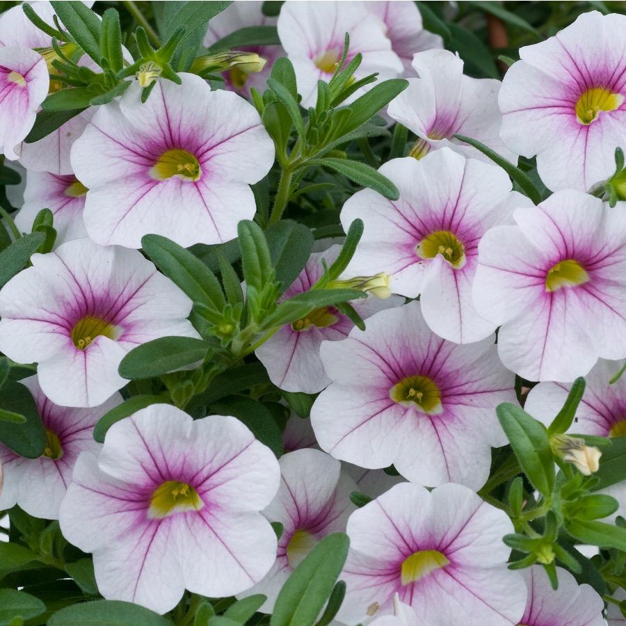 Calibrachoa Noa Almond Blossom - Plante annuelle