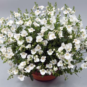 Diascia Genta Classic White - Plante annuelle