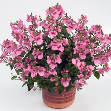 Diascia Genta Pink - Plante annuelle
