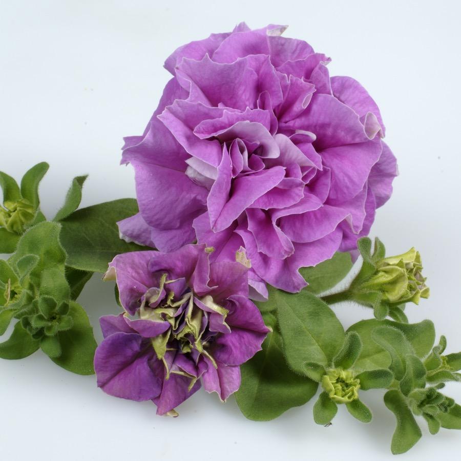 Surfinia Double Lilac - Plante annuelle