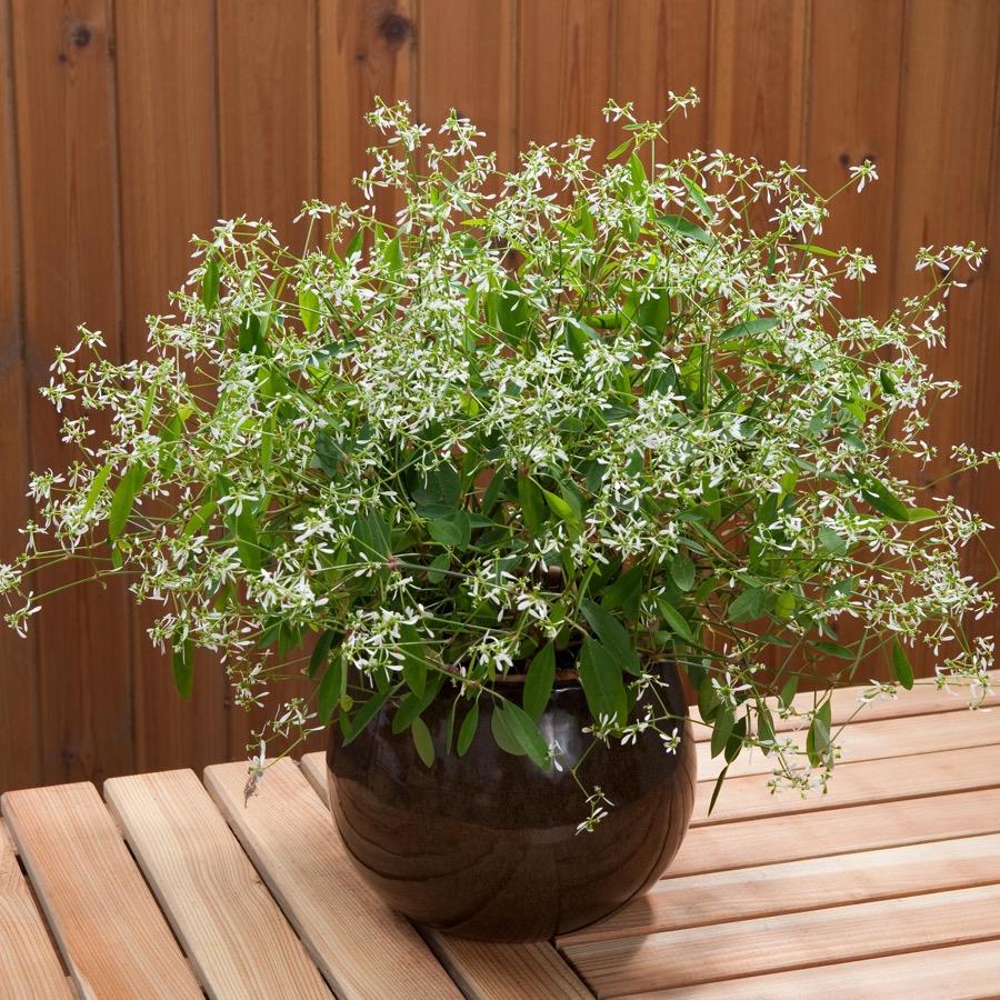 Euphorbia Diwali Shower - Plante annuelle