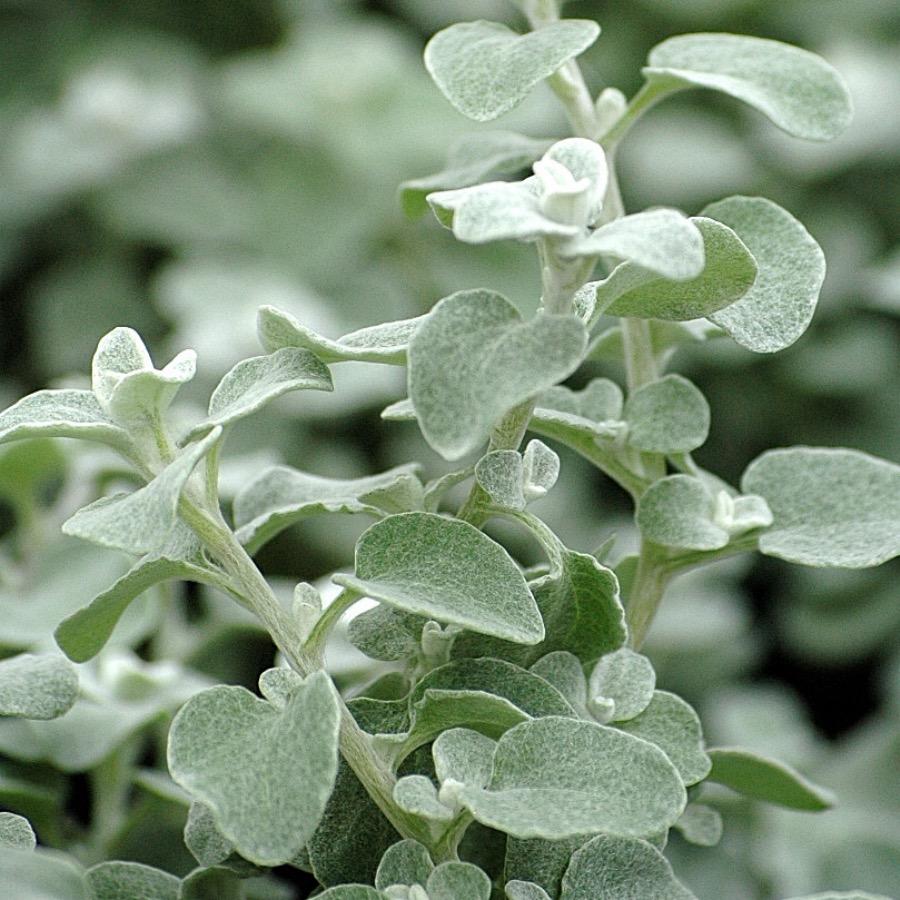 Helichrysum lanatum Silver - Plante annuelle