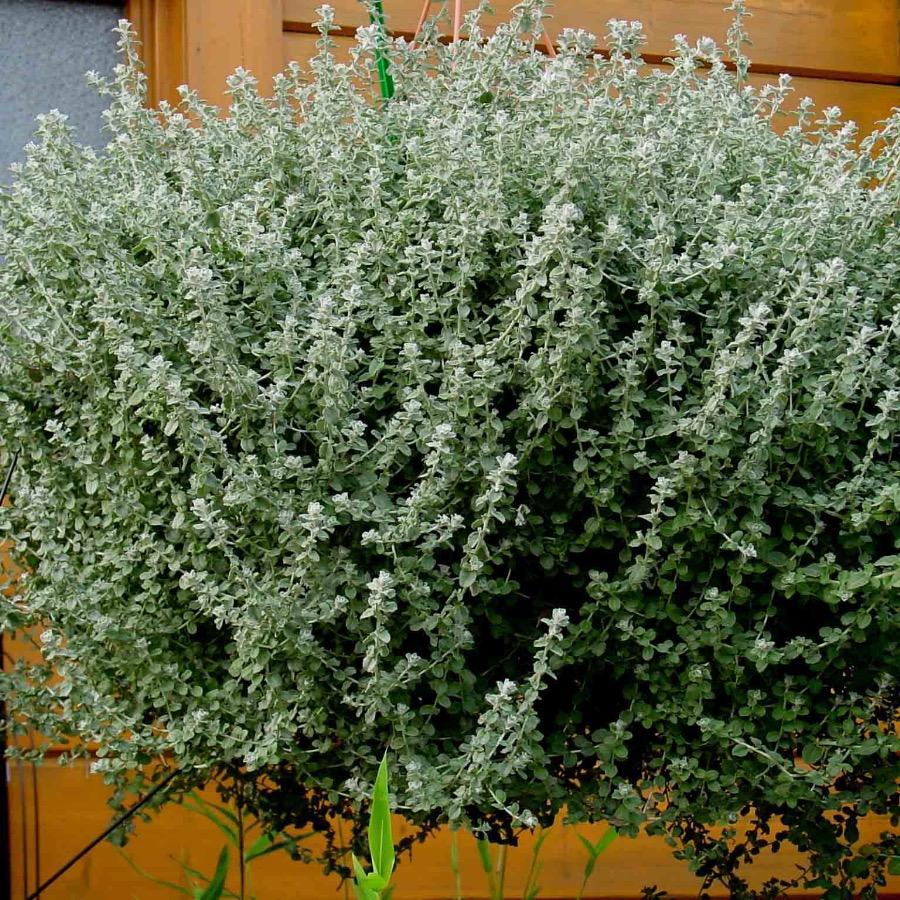 Helichrysum microphylla Silver - Plante annuelle