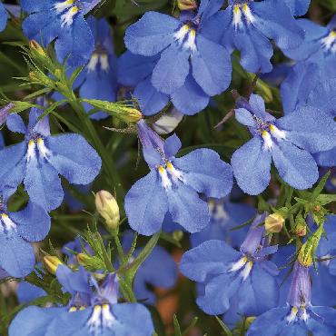 Lobelia Anabel Blue - Plante annuelle