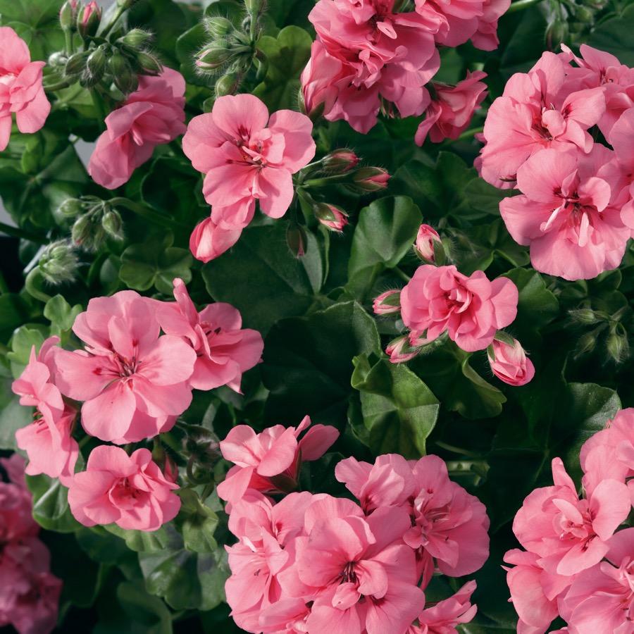Geranium retombant Double Light Pink - Plante annuelle