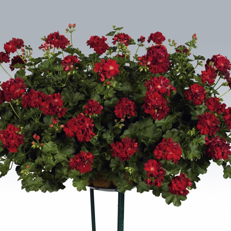 Geranium retombant Double Kate Dark Red - Plante annuelle