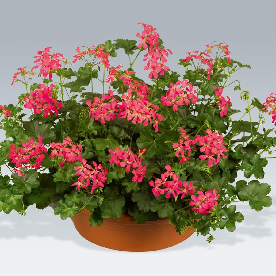 Geranium retombant Balcon Dark Pink - Plante annuelle