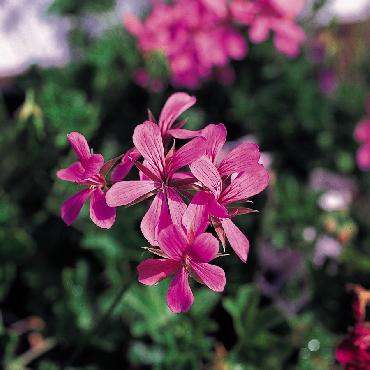 Geranium retombant Balcon Lilac - Plante annuelle