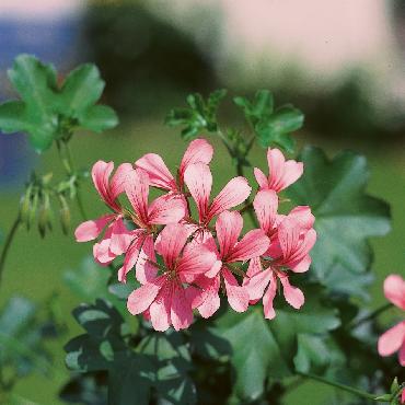 Geranium retombant Balcon Pink - Plante annuelle