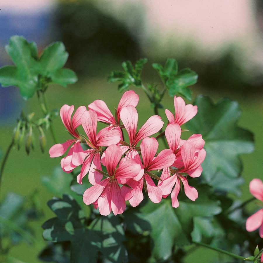 Geranium retombant Balcon Pink - Plante annuelle