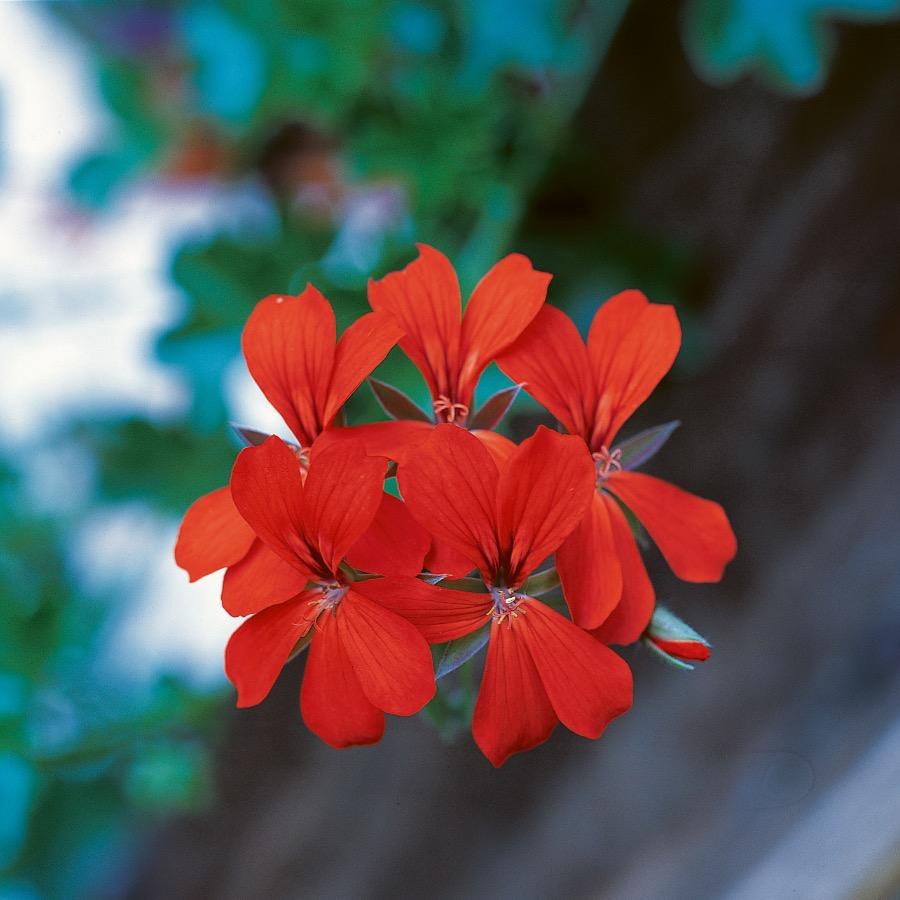 Geranium retombant Balcon Red - Plante annuelle