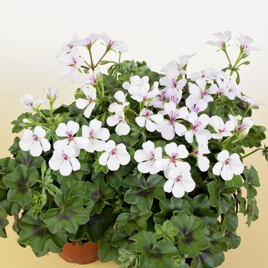 Geranium retombant Villetta White - Plante annuelle