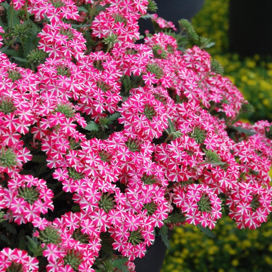 Verveine Superbena Coral Star - Plante annuelle