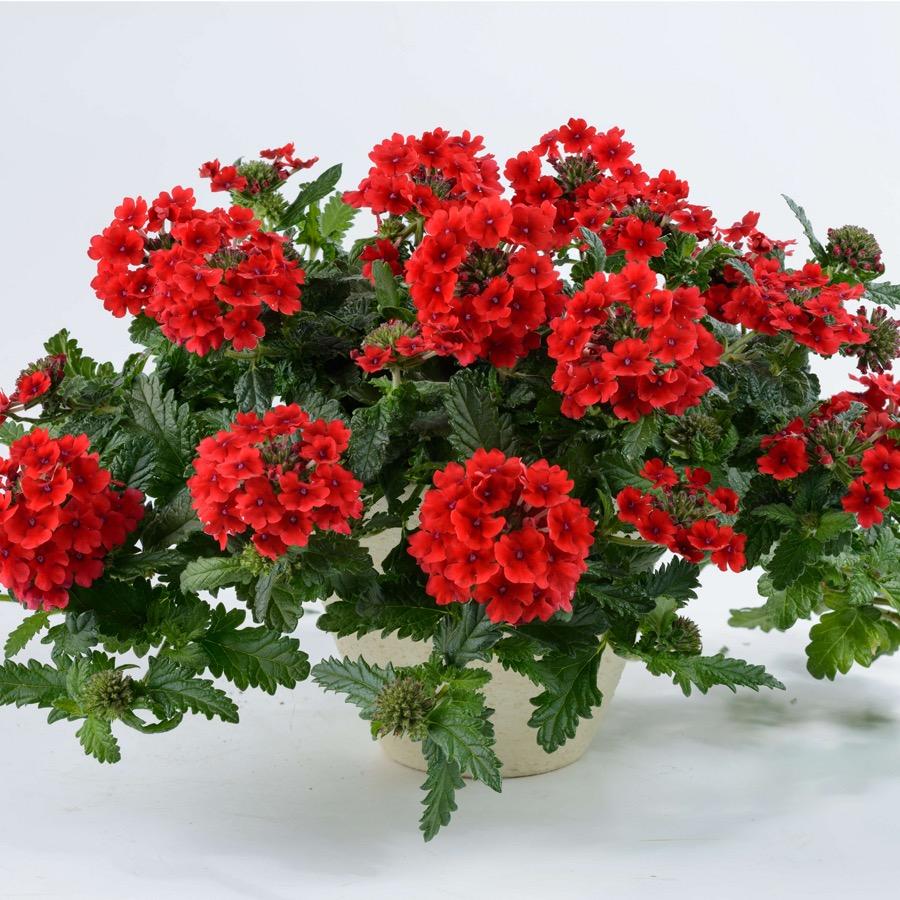 Verveine Virgo Red - Plante annuelle