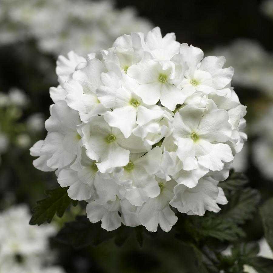 Verveine Virgo White - Plante annuelle