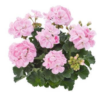 Geranium droit Dark Dolce Vita Light Pink - Plante annuelle