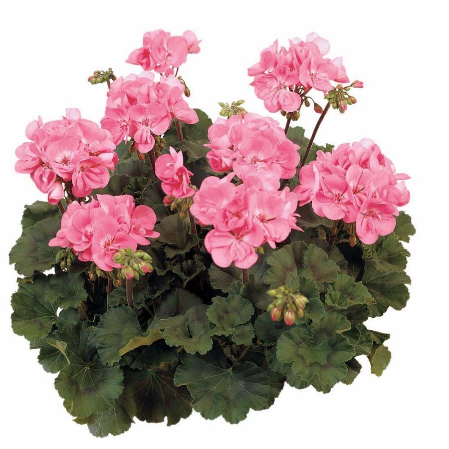 Geranium droit Dark Dolce Vita Pink - Plante annuelle