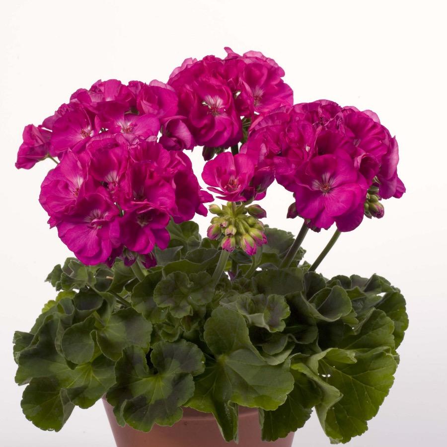 Geranium droit Alice Purple - Plante annuelle