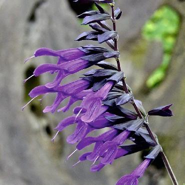 Salvia Amistad - Plante annuelle