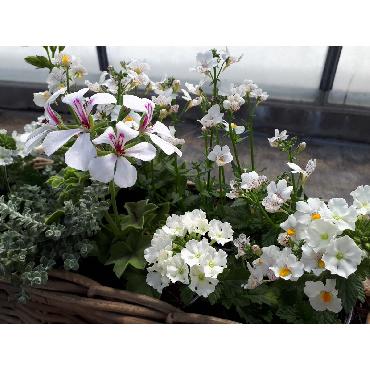 Jardinière blanche - Plante annuelle