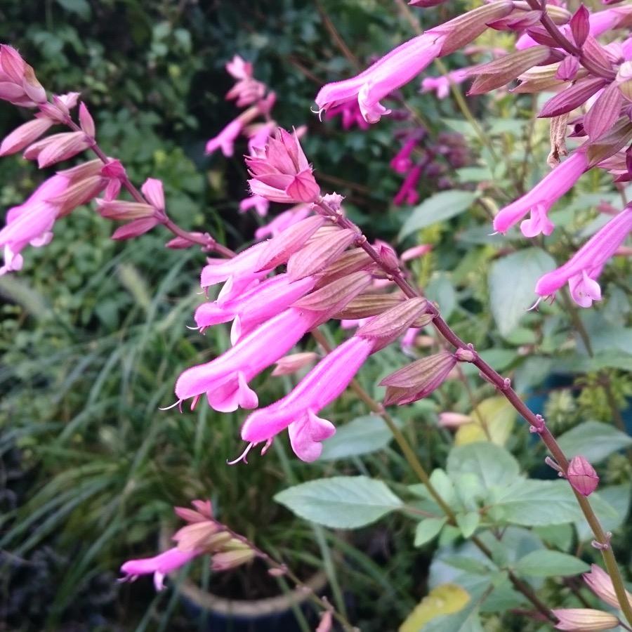 Salvia Kisses and Wishes - Plante annuelle