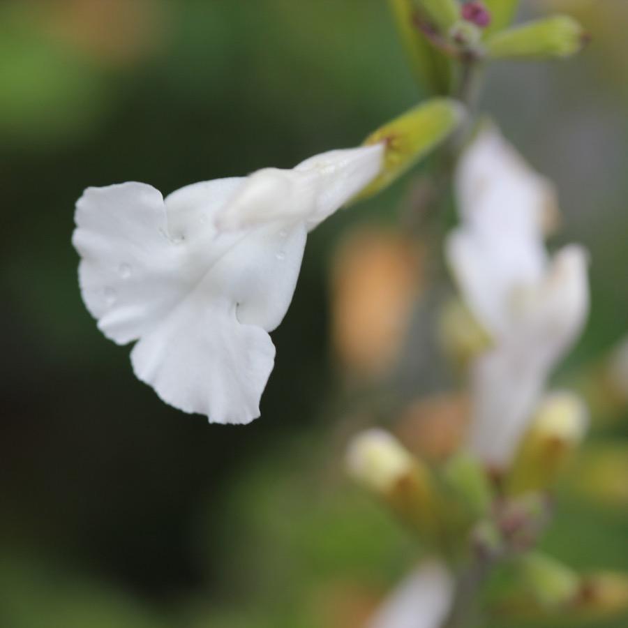 Salvia microphylla Salvinio White - Plante annuelle