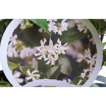 Trachelospermum - Jasmin blanc