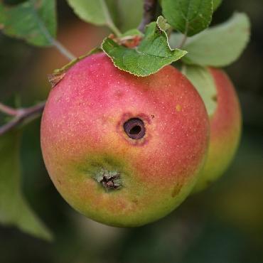 Piège à phéromones carpocapse des pommes et des poires