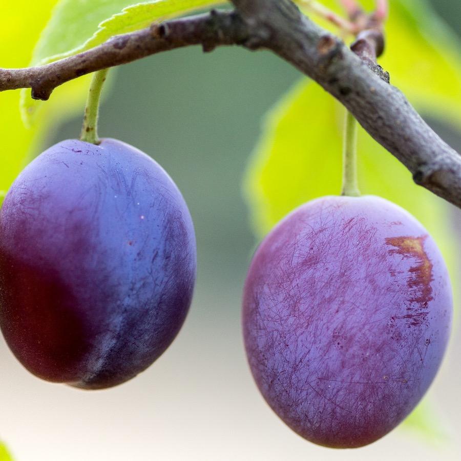 Piège à phéromones carpocapse des prunes