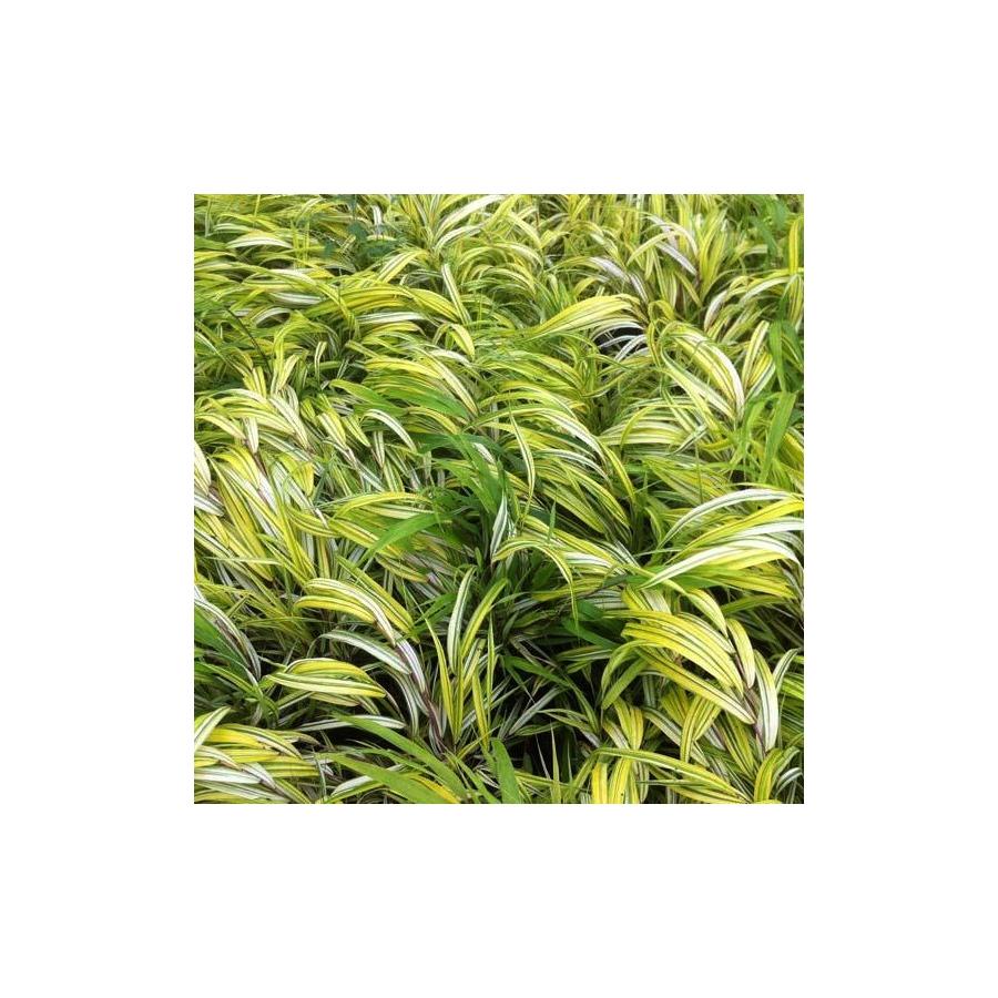 Hakonechloa macra Aureola