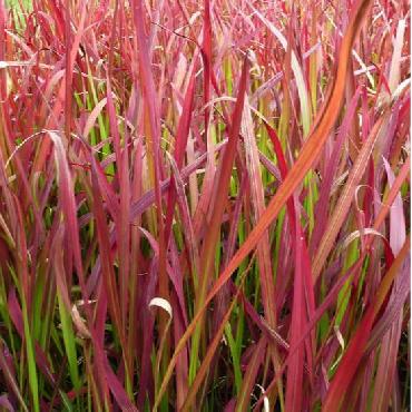 Imperata cylindrica Red...