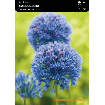 Ail d'ornement - Allium caeruleum (Allium azureum)