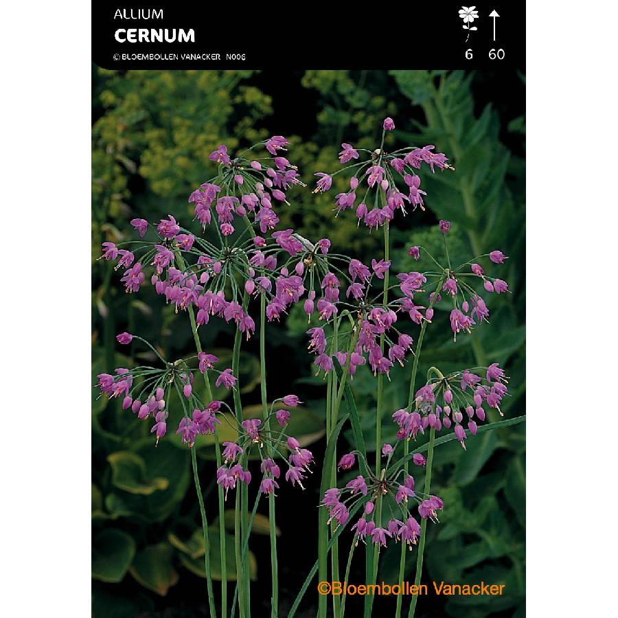 Ail d'ornement - Allium Cernuum (Recurvatum)