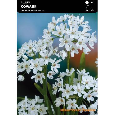 Ail d'ornement - Allium cowanii (Allium neapolitanum)