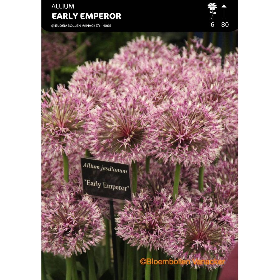 Ail d'ornement - Allium Early Emperor