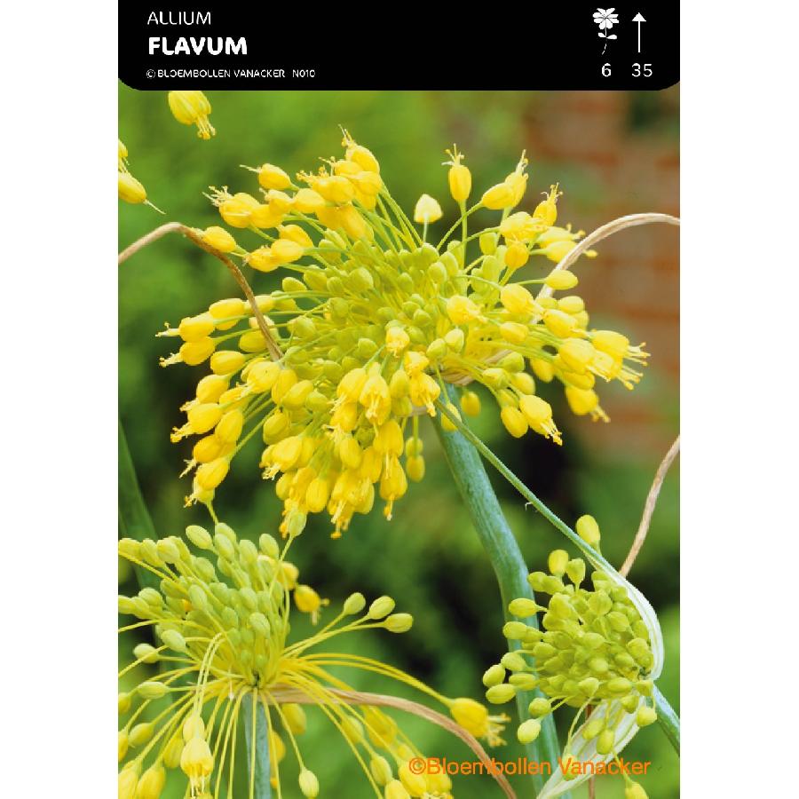 Ail d'ornement - Allium Flavum