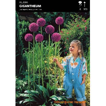 Ail d'ornement - Allium Giganteum