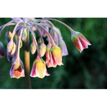 Ail d'ornement - Allium Nectaroscordium (Siculum)
