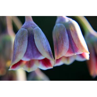 Ail d'ornement - Allium Nectaroscordium (Siculum)