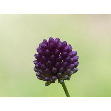 Ail d'ornement - Allium Sphaerocephalon