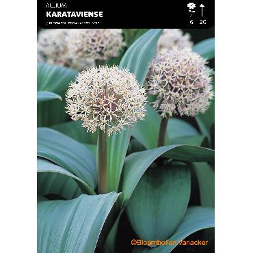 Ail d'ornement - Allium Karataviense