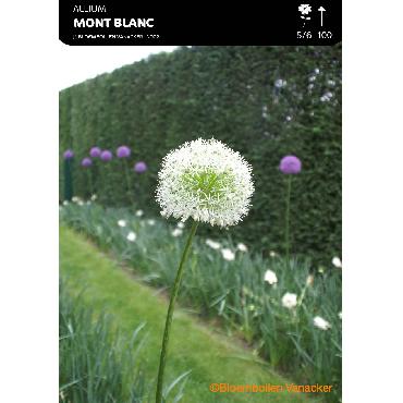 Ail d'ornement - Allium Mont Blanc