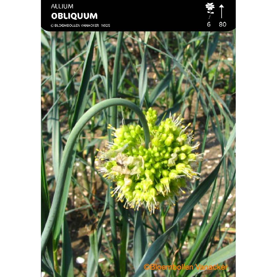 Ail d'ornement - Allium Obliquum