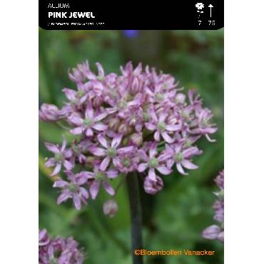 Ail d'ornement - Allium Pink Jewel
