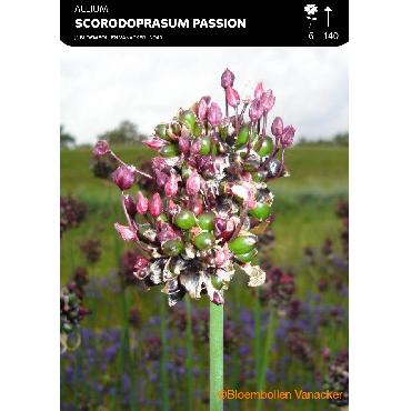 Ail d'ornement - Allium Scorodoprasum Art