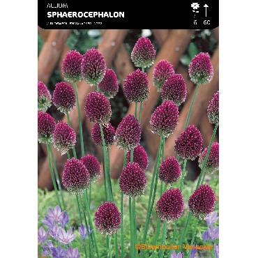 Ail d'ornement - Allium Sphaerocephalon