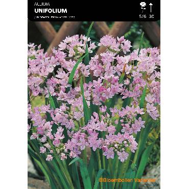Ail d'ornement - Allium Eros (Allium Unifolium Eros)